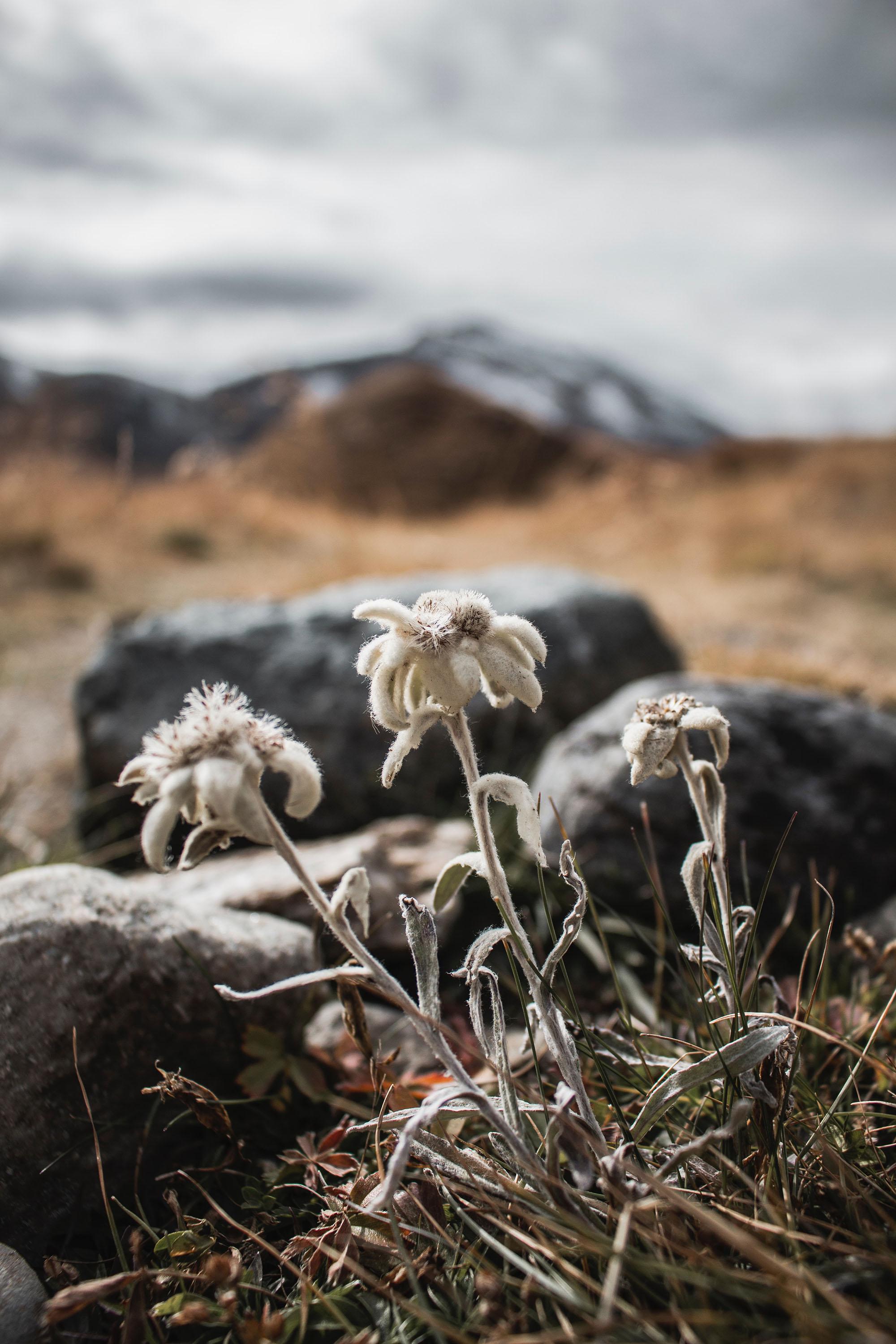 edelweiss